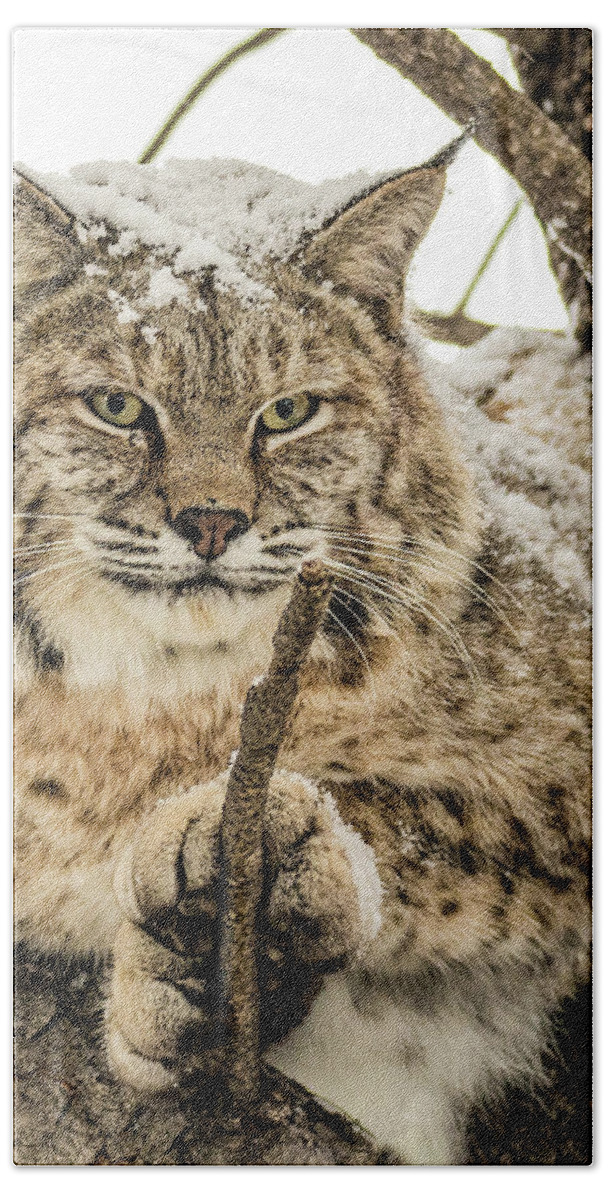 Categories Beach Towel featuring the photograph Bobcat Paws. by Dawn Key