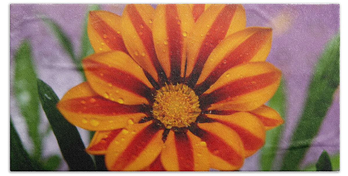 Flowers Beach Towel featuring the photograph Bold Gazania Flower II by Dorothy Lee