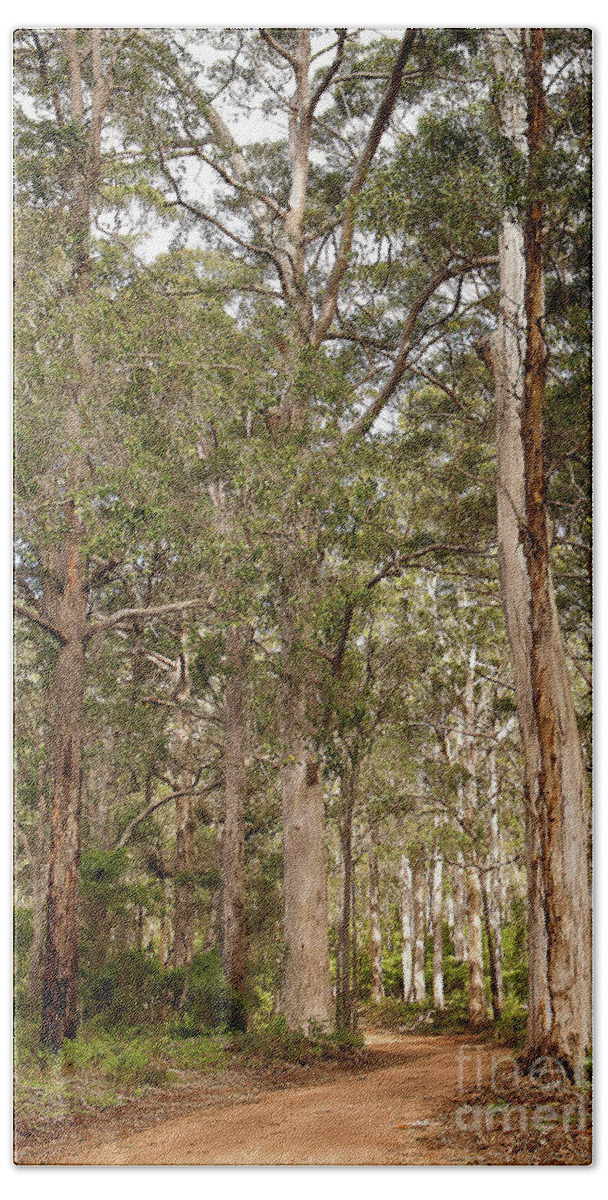 Australia Photography Beach Sheet featuring the photograph Boranup Drive Karri Trees by Ivy Ho