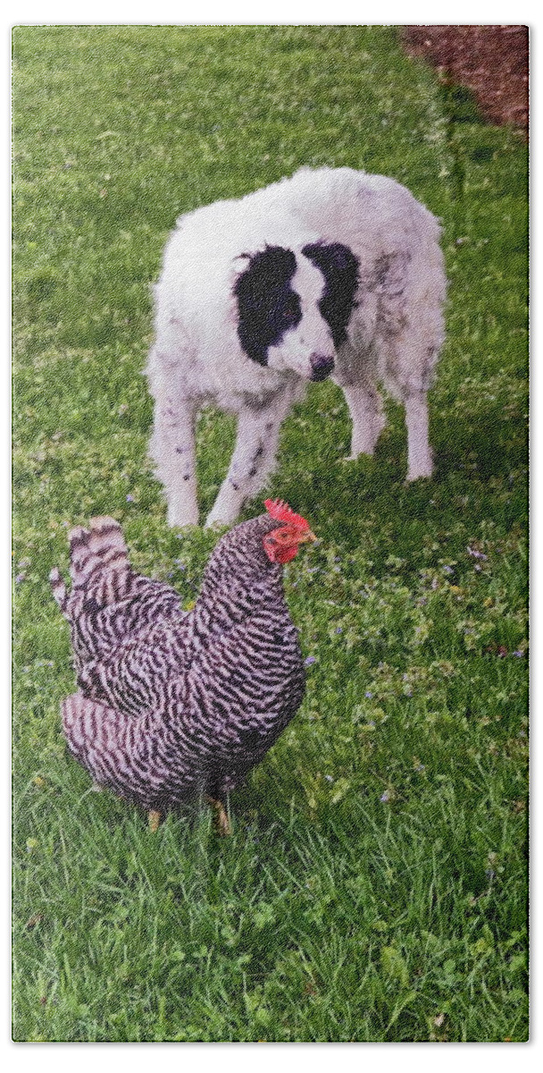 Border Collie Dog Herding Chicken Beach Sheet featuring the photograph Border Collie Herding Chicken by Sally Weigand