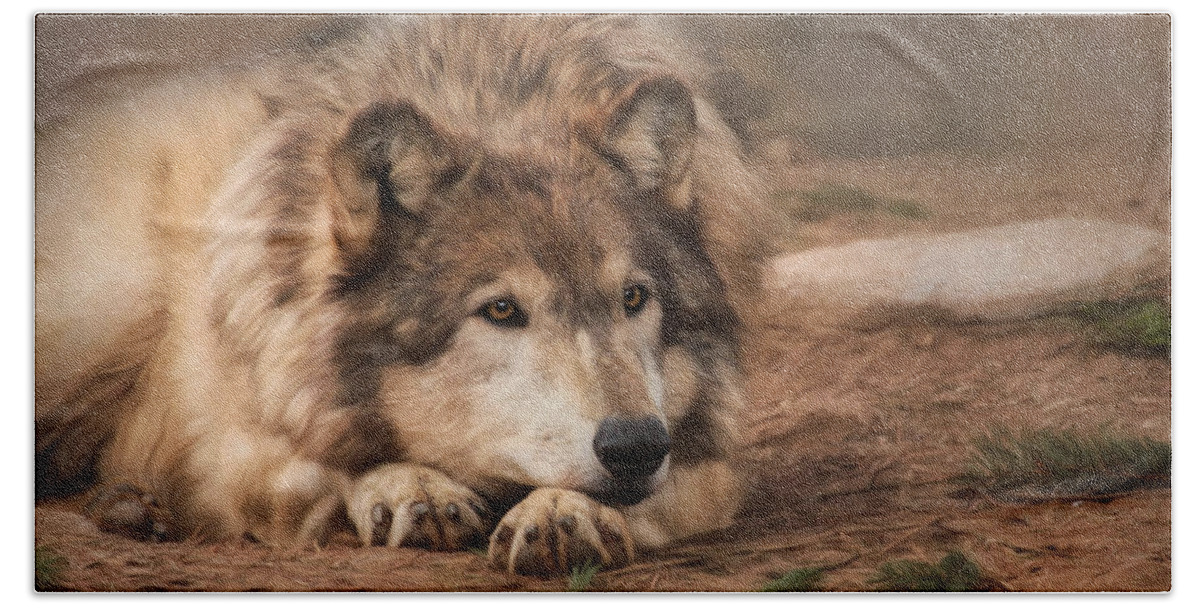 Wolf Beach Towel featuring the photograph Born to be Wild 2 by Lori Deiter