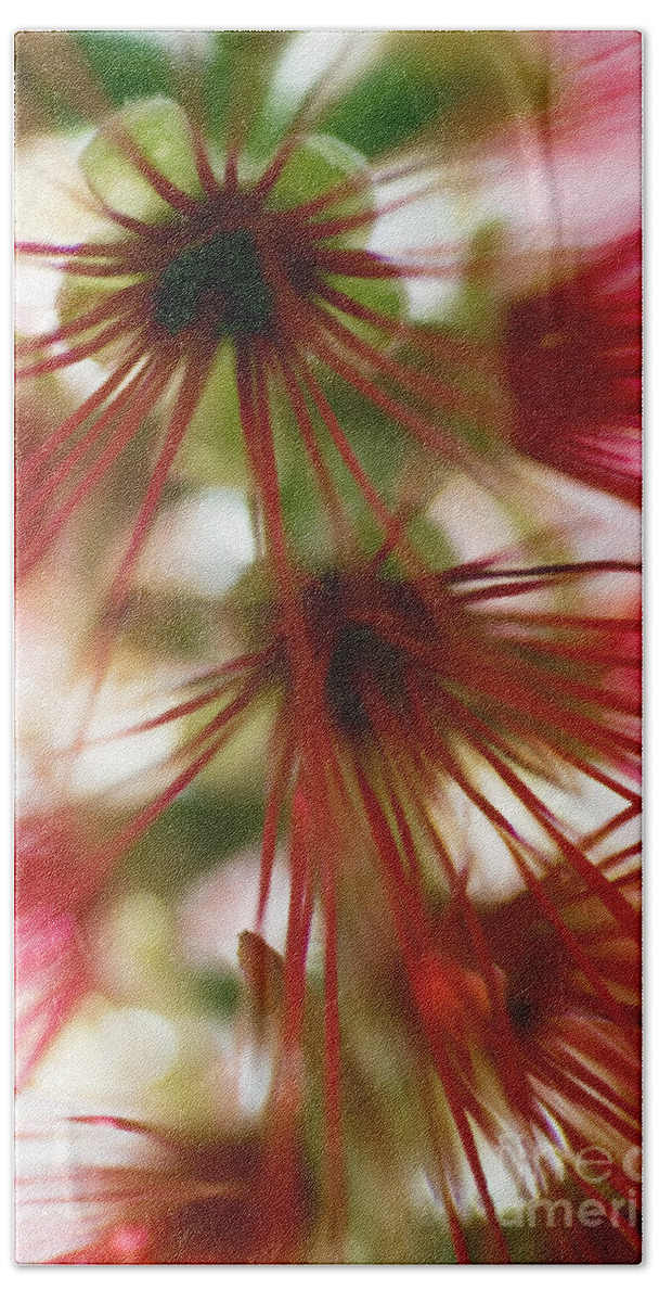 Abstract Beach Towel featuring the photograph Bottlebrush Abstract by Ray Laskowitz - Printscapes