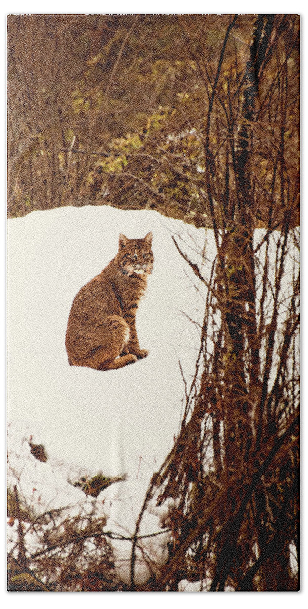 Bobcat Beach Sheet featuring the photograph Bobcat in Snow by Peggy Collins