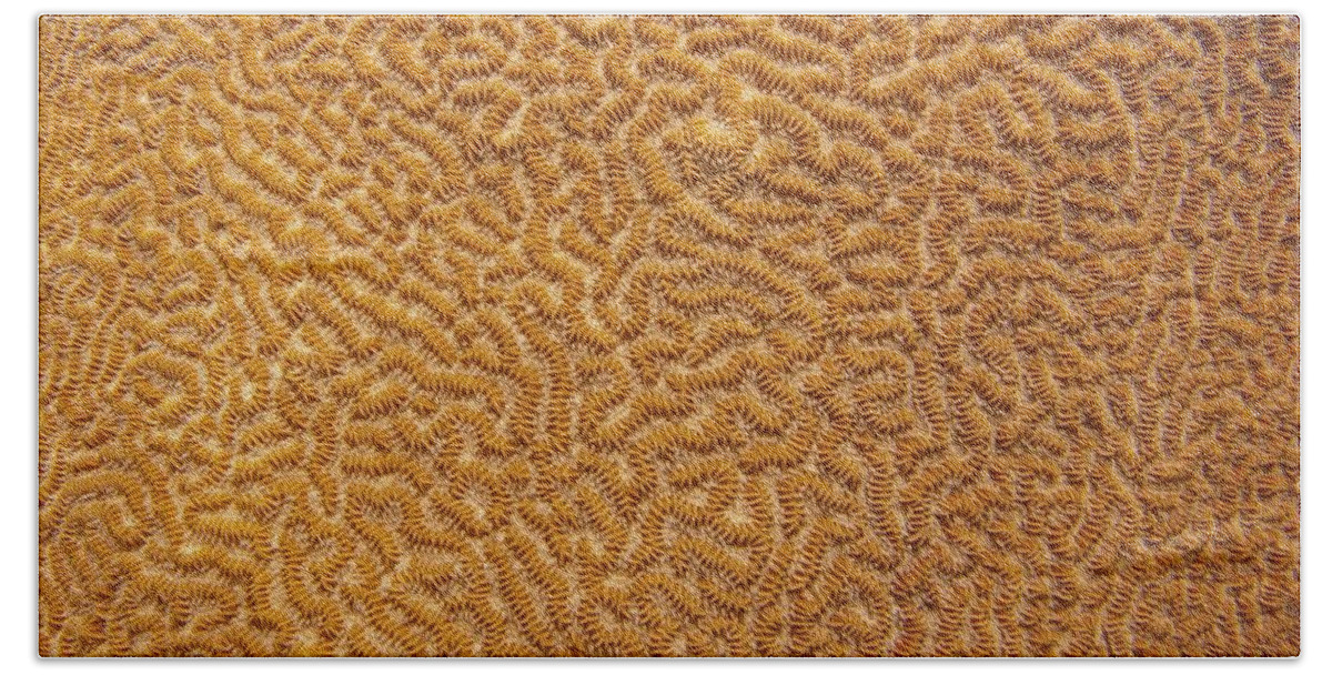 Texture Beach Towel featuring the photograph Brain Coral 47 by Michael Fryd