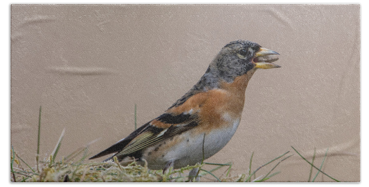 Brambling Beach Towel featuring the photograph Brambling by Torbjorn Swenelius