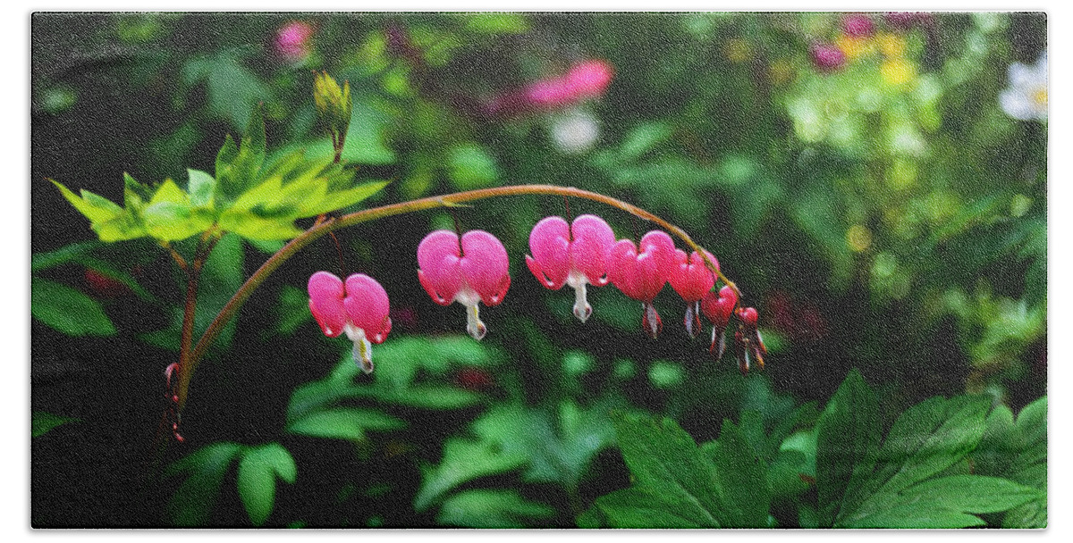 Flower Beach Sheet featuring the photograph Branch of Bleeding Heart Blooms by Kae Cheatham