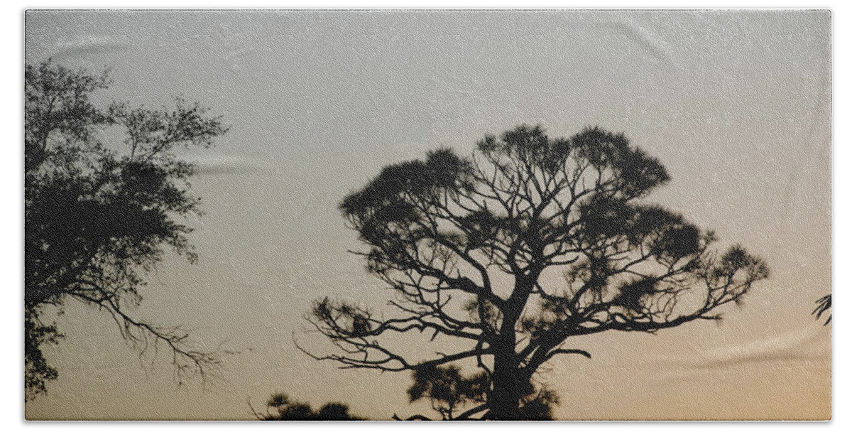 Tree Beach Towel featuring the photograph Branches In The Sunset by Rob Hans