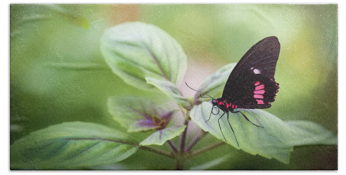 Photograph Beach Towel featuring the photograph Brave Butterfly by Cindy Lark Hartman