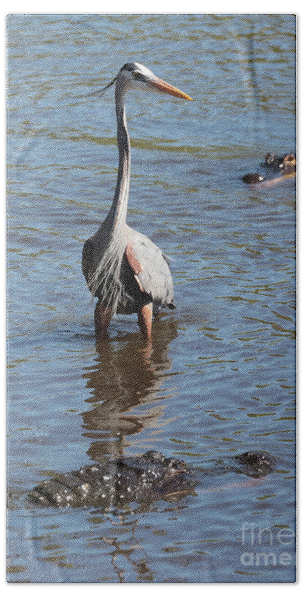 Gator Beach Towel featuring the photograph Brave Great Blue Heron by Carol Groenen