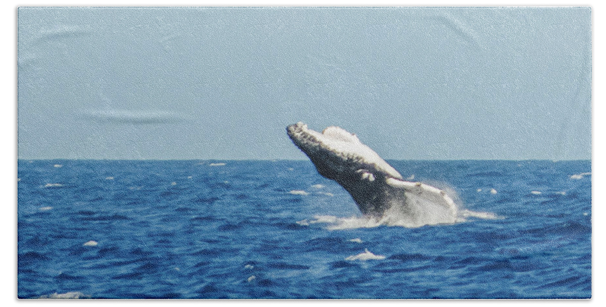 11mar15 Beach Sheet featuring the photograph Breaching Humpback Off Bermuda by Jeff at JSJ Photography