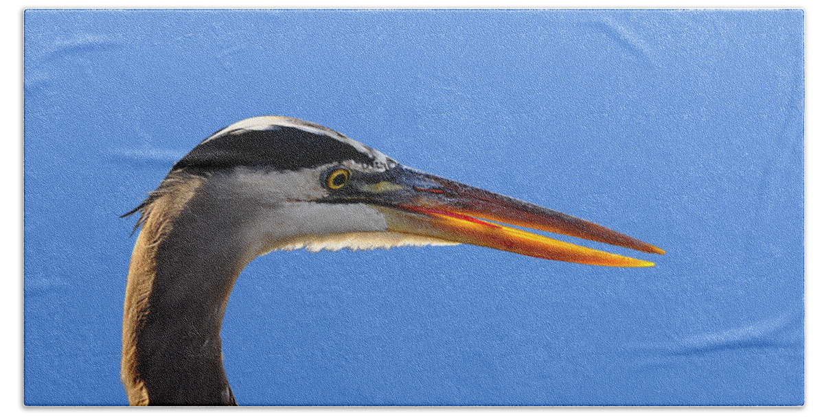 Great Blue Heron Beach Towel featuring the photograph Bright Beak Blue .png by Al Powell Photography USA
