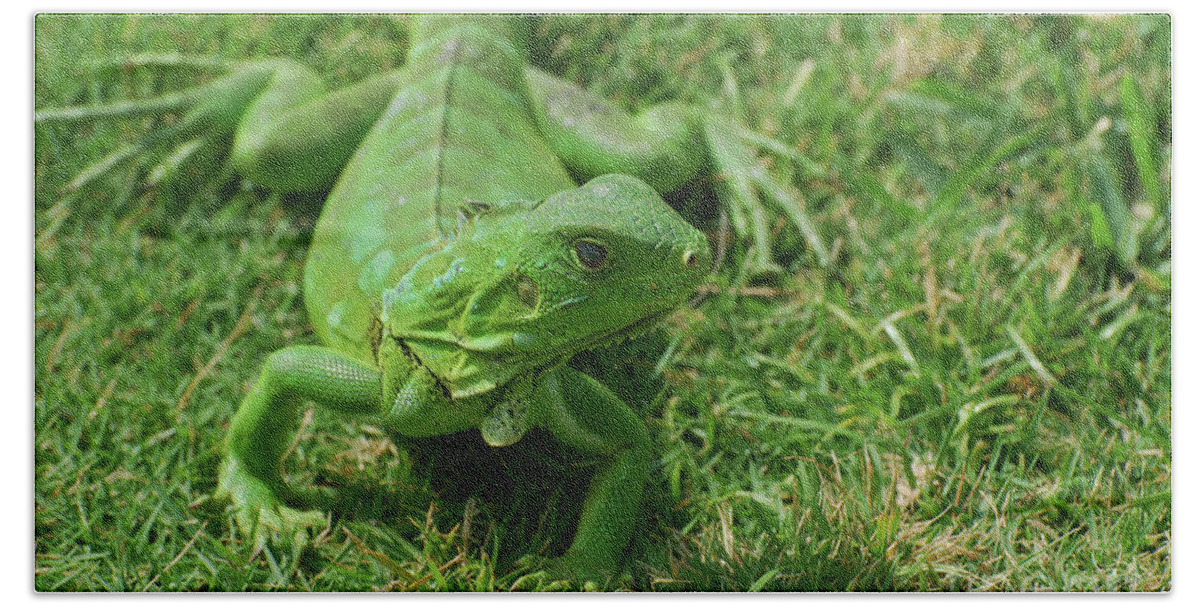 Iguana Beach Towel featuring the photograph Bright Green Iguana in Grass by DejaVu Designs