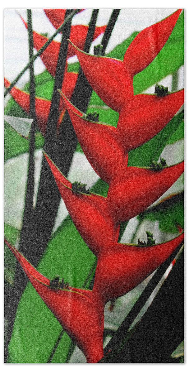Decorative Beach Towel featuring the photograph Bright Red Flower by Rod Whyte