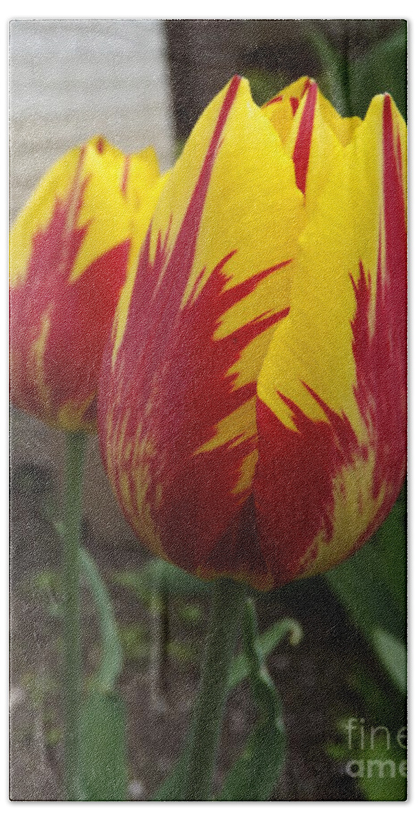 Red Beach Towel featuring the glass art Bright Rembrandt Tulips by Lingfai Leung
