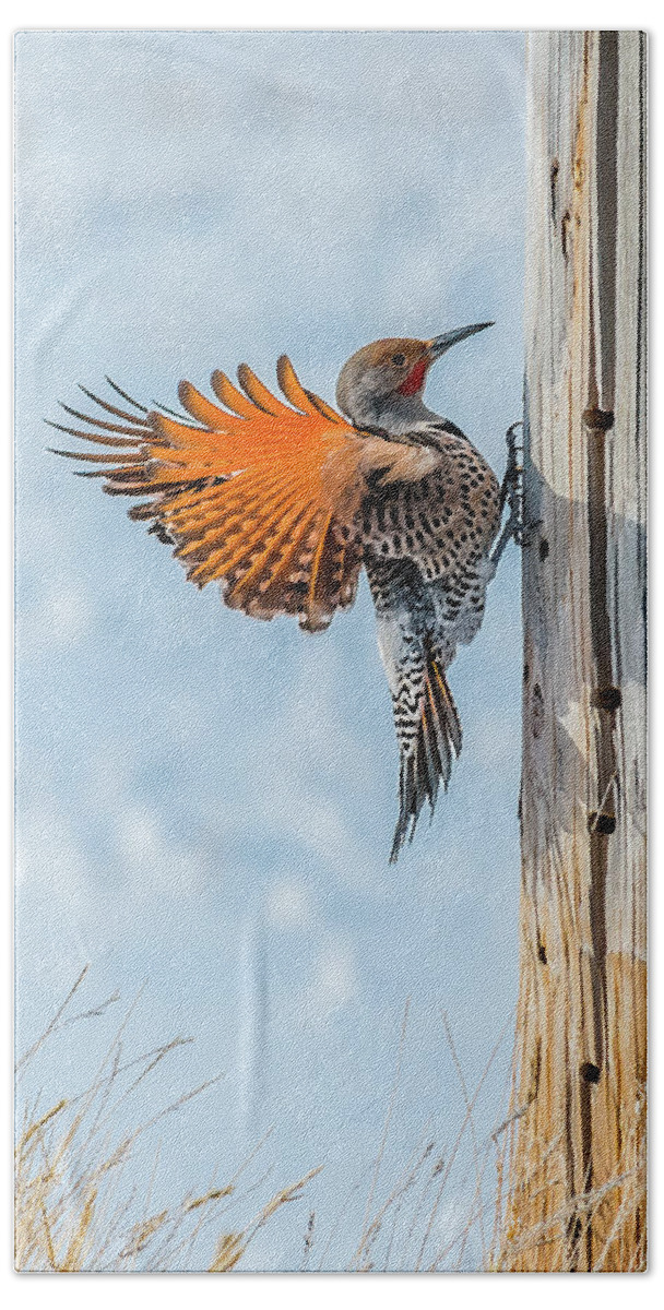 Bird Beach Towel featuring the photograph Brilliant Northern Flicker Woodpecker by Yeates Photography