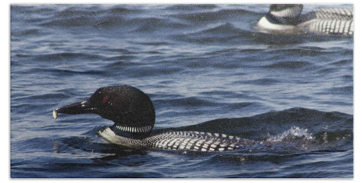 Loons Beach Sheet featuring the photograph Bringing Home Dinner by Alice Mainville