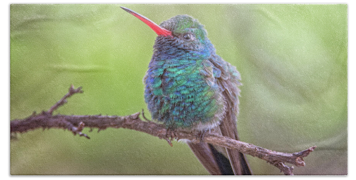 Broad Beach Towel featuring the photograph Broad-billed Hummingbird 3652 by Tam Ryan