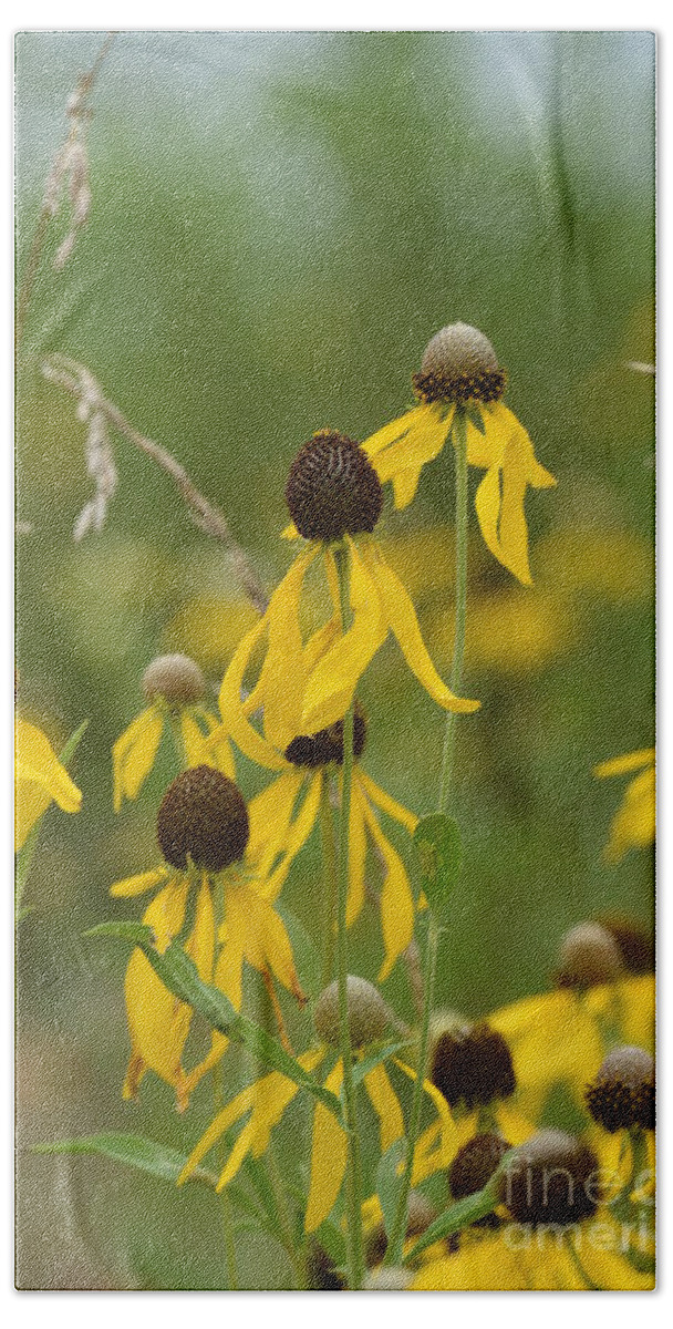 Brown-eyed Susan Beach Towel featuring the photograph Brown-Eyed Susan by Maria Urso