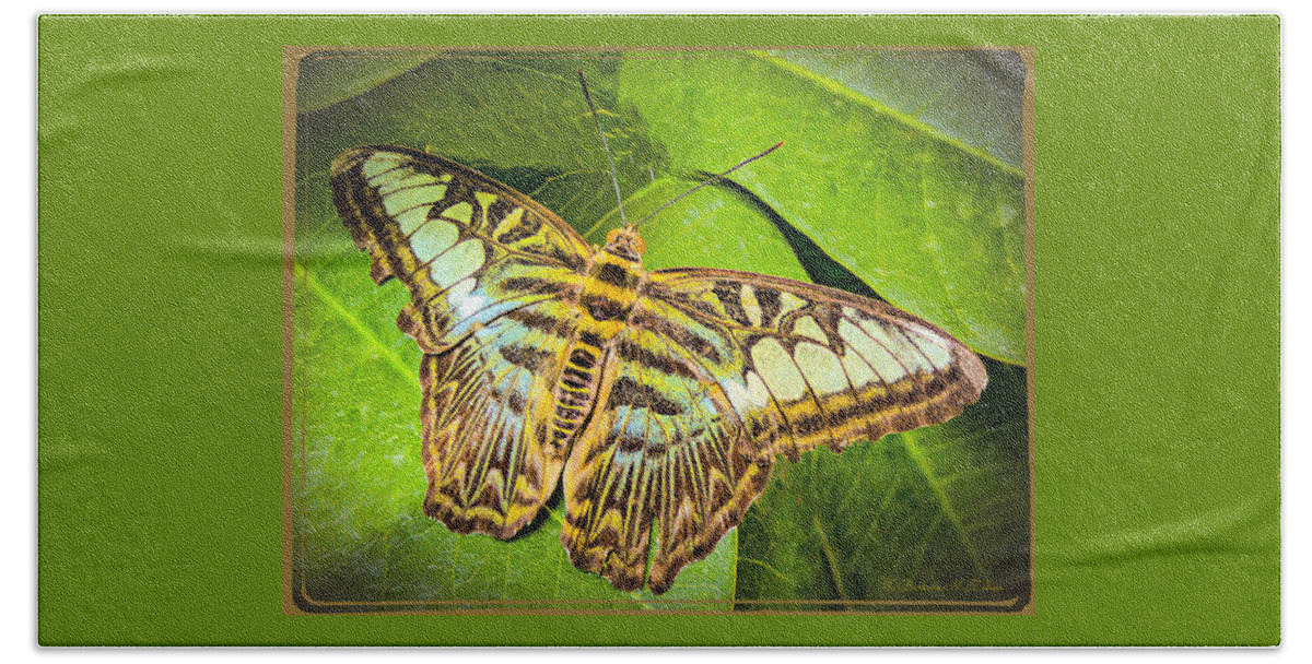 Butterfly Beach Towel featuring the photograph Brown-Green Butterfly by Barbara Zahno