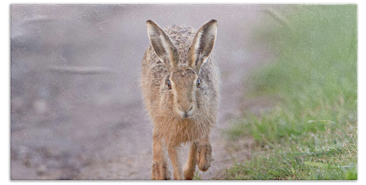Brown Beach Towel featuring the photograph Brown Hare Approaching Down Track by Pete Walkden