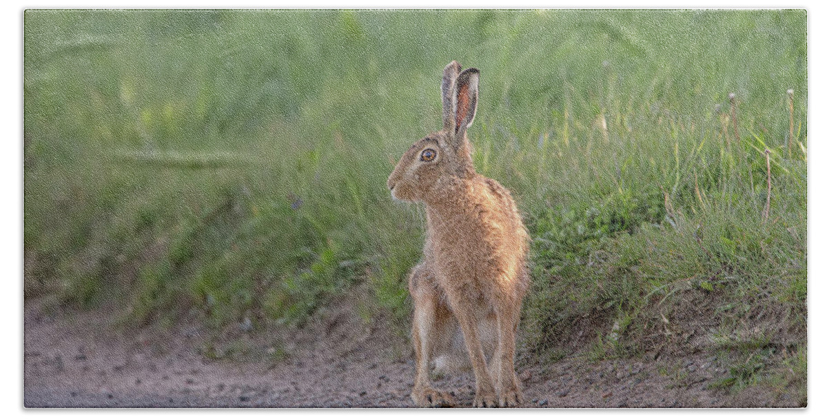 Brown Beach Towel featuring the photograph Brown Hare Listening by Pete Walkden