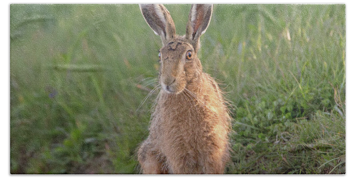 Brown Beach Towel featuring the photograph Brown Hare Sat On Track At Dawn by Pete Walkden
