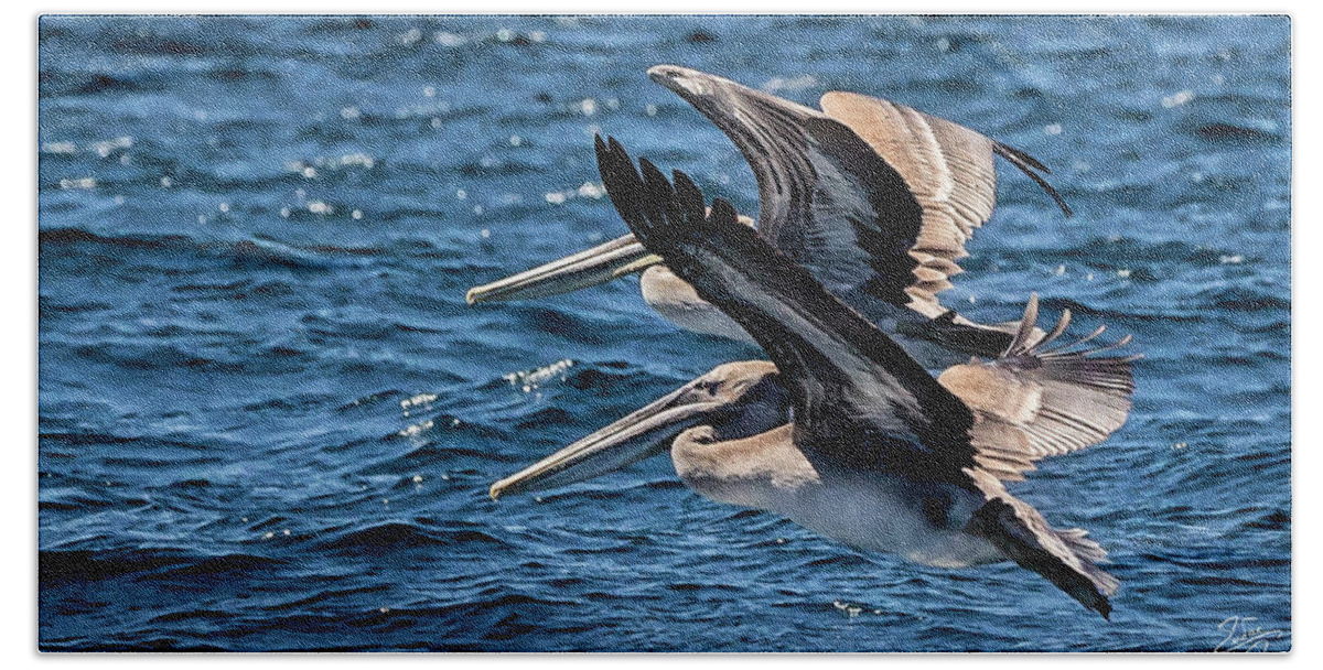 Brown Pelican Beach Towel featuring the photograph Brown Pelicans by Endre Balogh