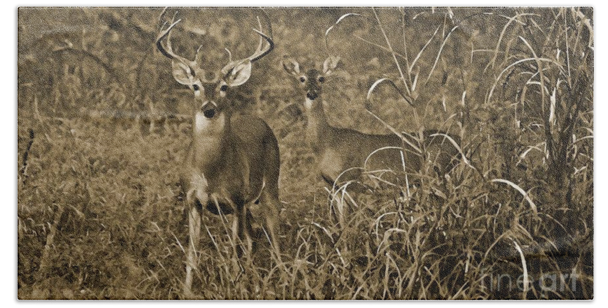 Buck And Doe In Sepia Beach Towel featuring the photograph Buck and Doe in Sepia by Michael Tidwell