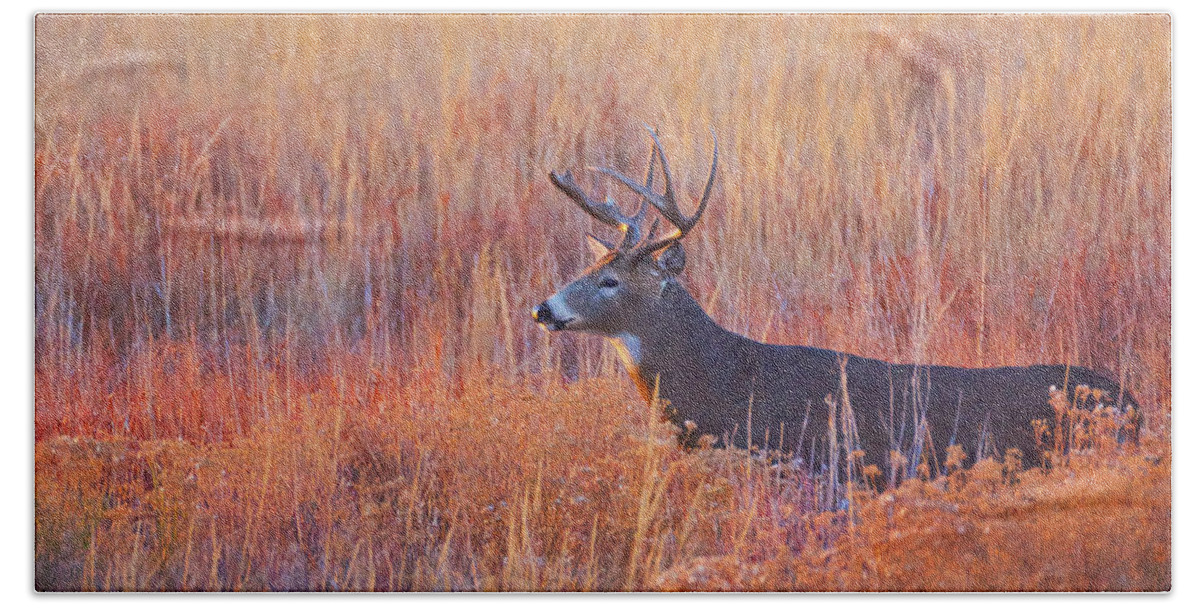 Colorado Beach Towel featuring the photograph Buck Deer In Morning Sunlight by John De Bord