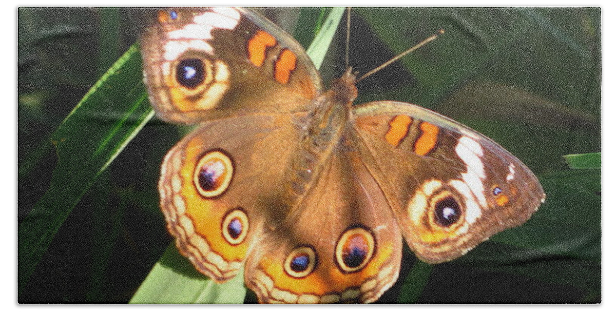 Buckeye Butterfly Images Buckeye Butterfly Prints Rare Butterfly Prints Entomology Colorful Eye Spots Maryland Butterfly Images Maryland Butterfly Prints Forest Ecology Biodiversity Conservation Nature Colorful Critter Prints Beach Towel featuring the photograph Buckeye Butterfly by Joshua Bales