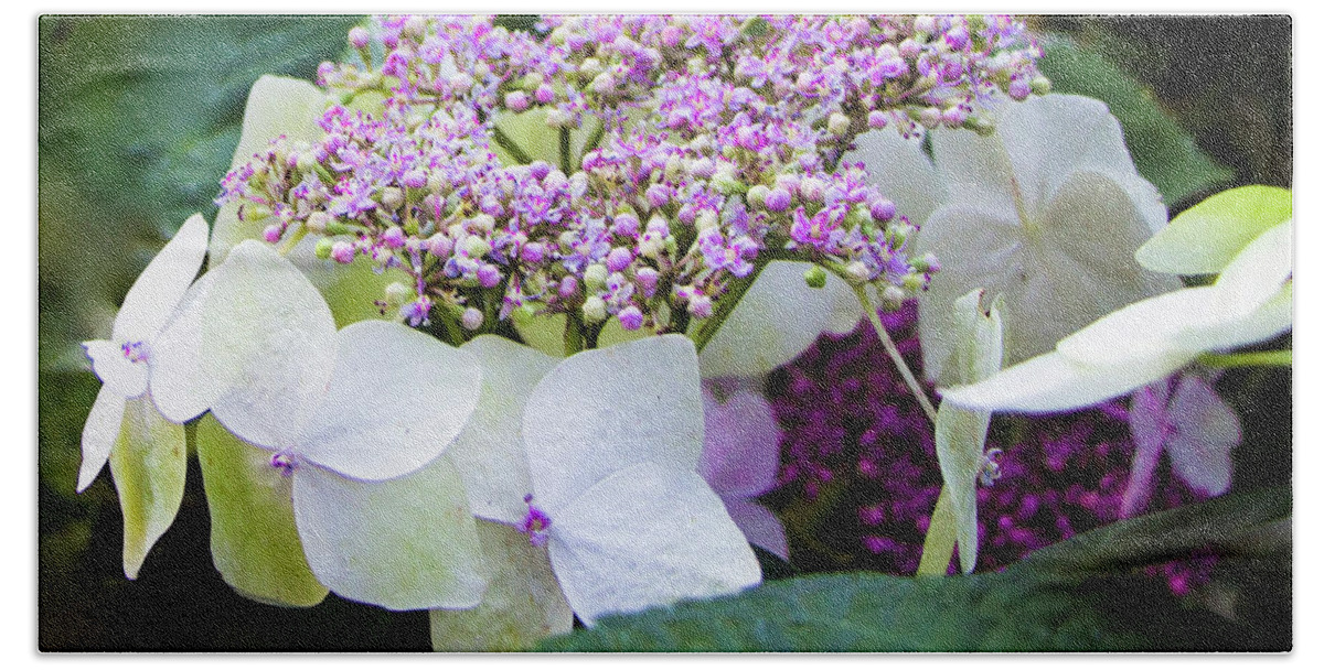 Flowers Beach Towel featuring the photograph Buds and Blooms, Hydrangea or China Rose by Venetia Featherstone-Witty