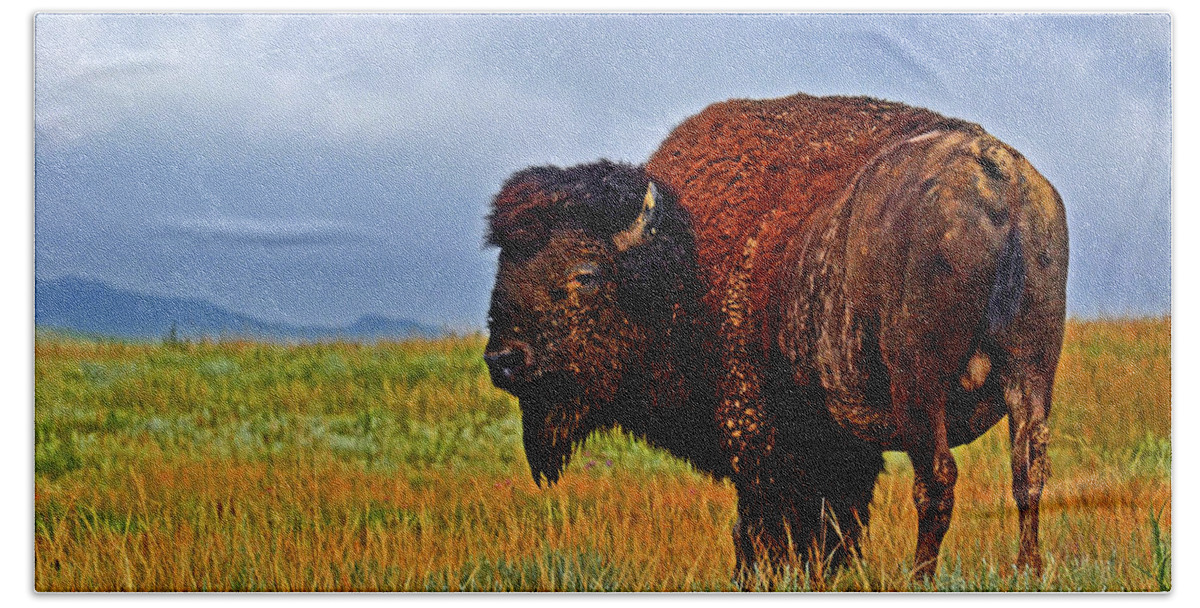 Wildlife Beach Towel featuring the photograph Buffalo 006 by George Bostian