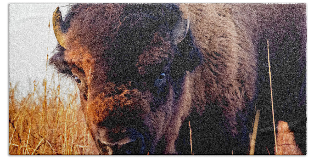 Jay Stockhaus Beach Sheet featuring the photograph Buffalo Face by Jay Stockhaus