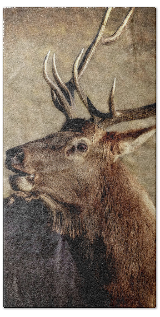 Bugling Elk Beach Towel featuring the photograph Bugling Elk by Wes and Dotty Weber