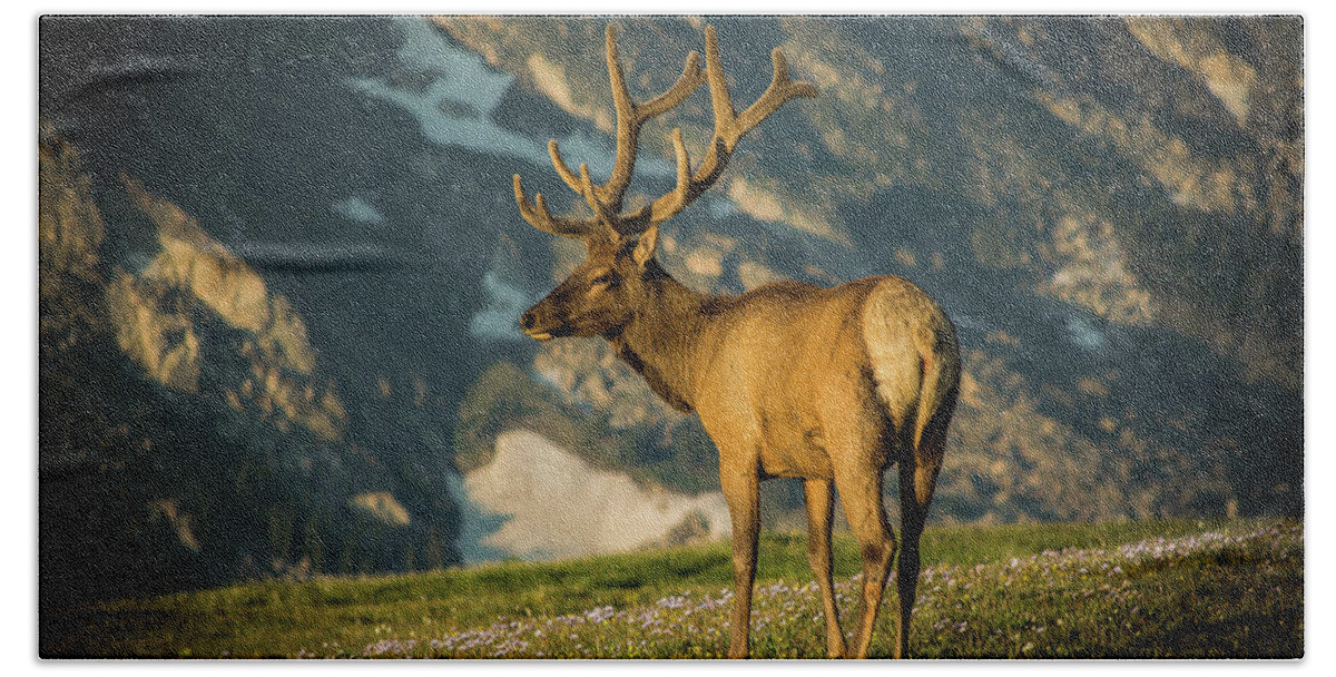 Elk Beach Towel featuring the photograph Bull Elk by Janis Connell