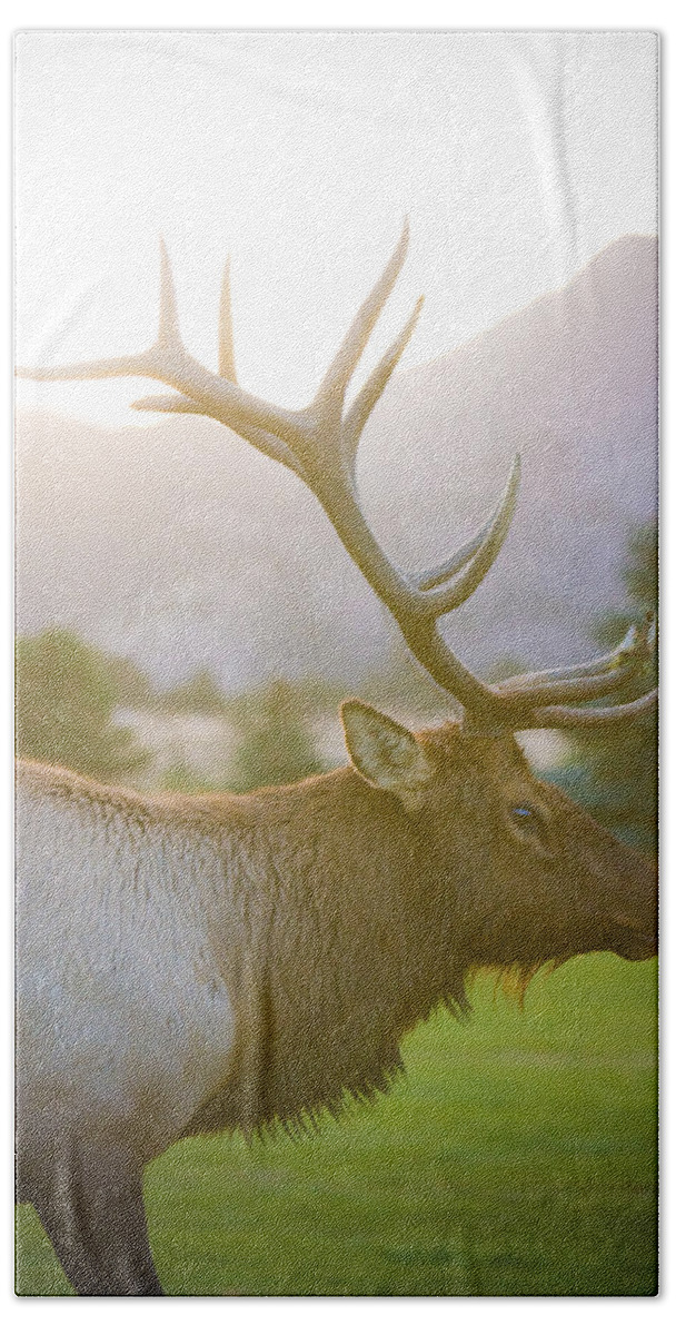Elk Beach Towel featuring the photograph Bull Elk Profile by James BO Insogna