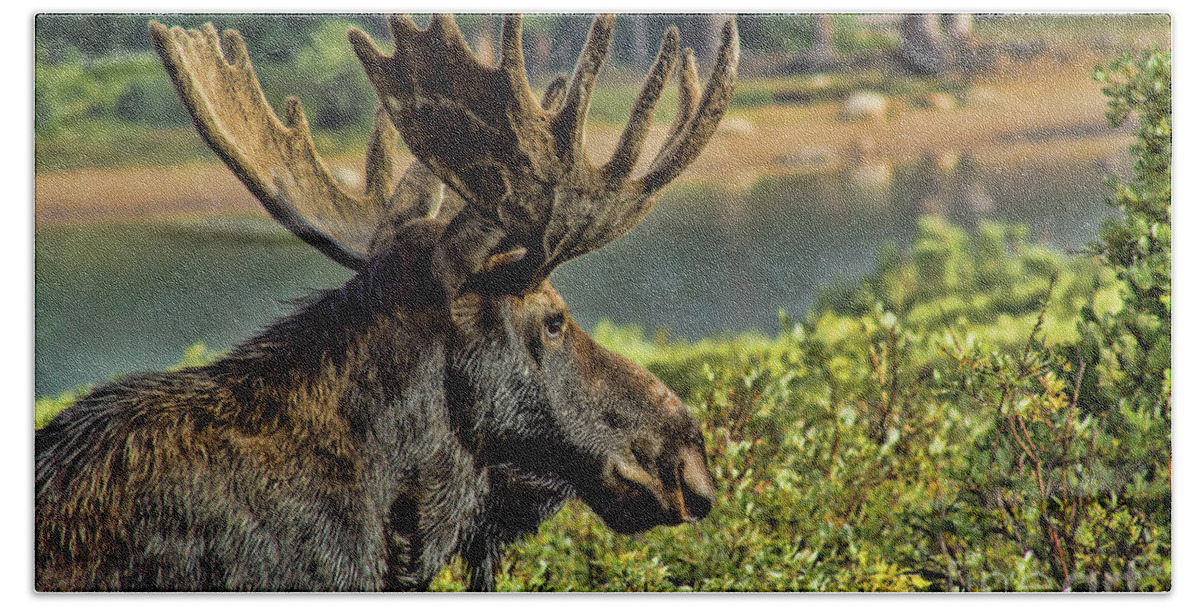 Moose Beach Towel featuring the photograph Bull Moose by Steven Parker