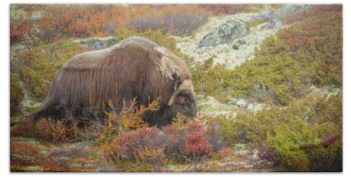 Animal Beach Sheet featuring the photograph Bull Musk Ox Grazing by Andy Astbury