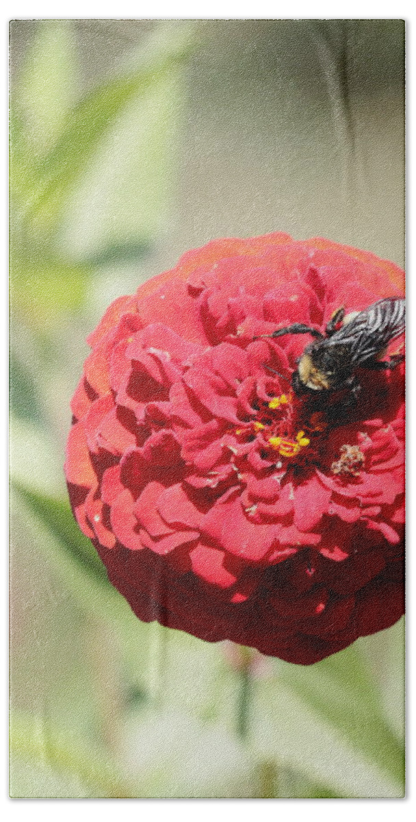 Bumble Bee Beach Towel featuring the photograph Bumble Bee on Zinnia by John Moyer