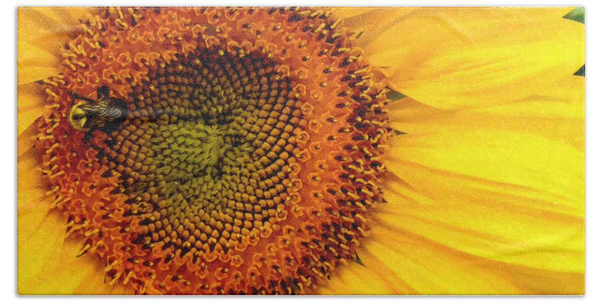 Bee Beach Towel featuring the photograph Bumblebee by Rod Melotte