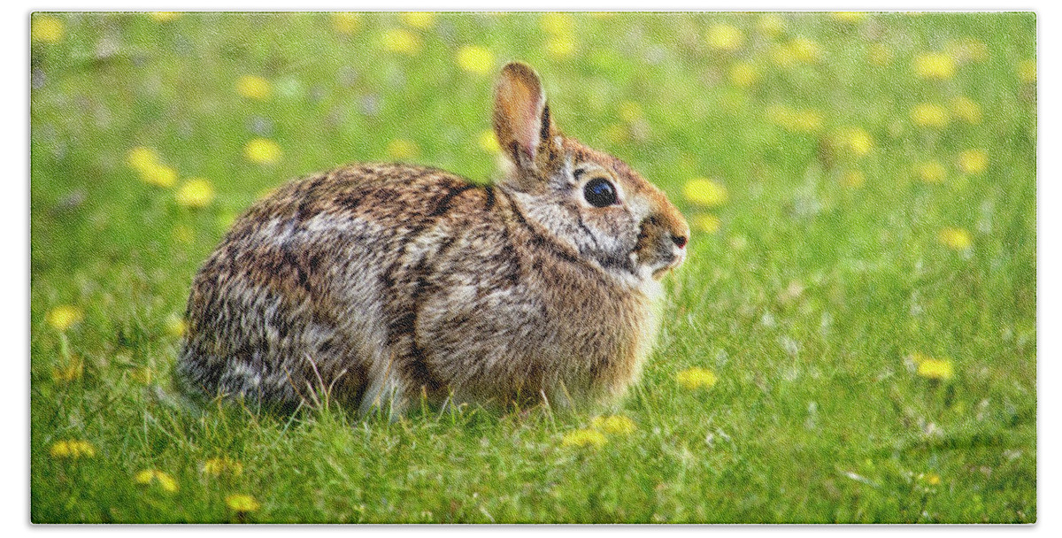 Eastern Cottontail Beach Towel featuring the photograph Eastern Cottontail Bunny Rabbit by Christina Rollo