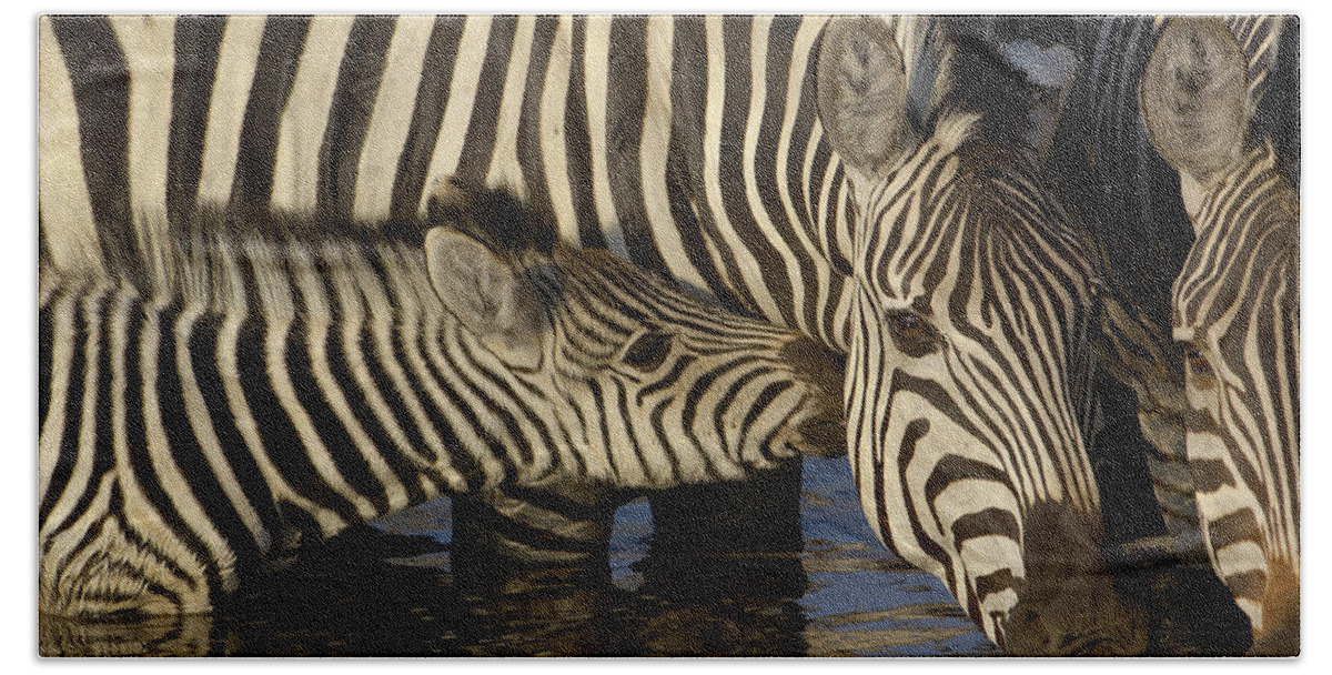 00217961 Beach Towel featuring the photograph Burchells Zebra Foal Nuzzling by Pete Oxford