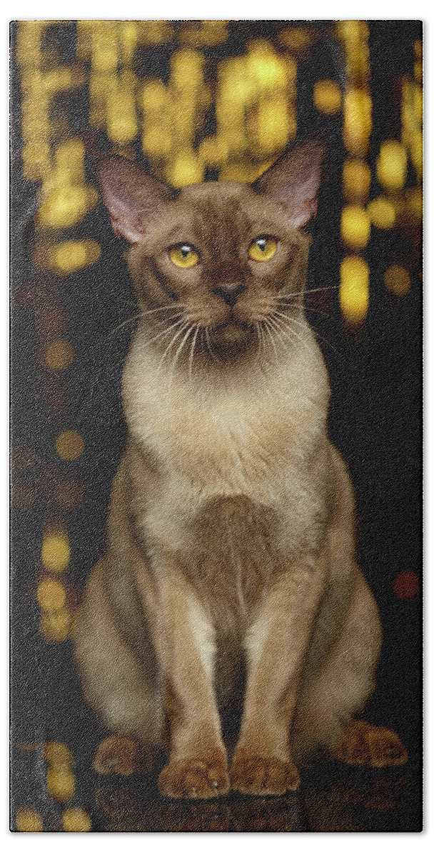Breed Beach Towel featuring the photograph Burmese Cat Sits on new year background by Sergey Taran