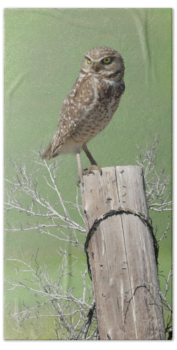 Burrowing Owl Beach Towel featuring the photograph Burrowing Owl on Post by Steve McKinzie