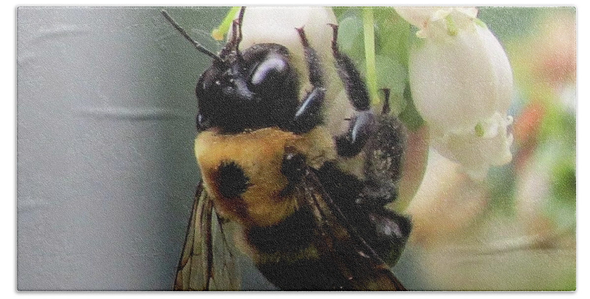 Bees Beach Towel featuring the photograph Busy Bee on Blueberry Blossom by Linda Stern