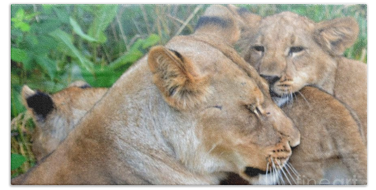 Lion Beach Towel featuring the photograph But, Mom by Laurianna Taylor