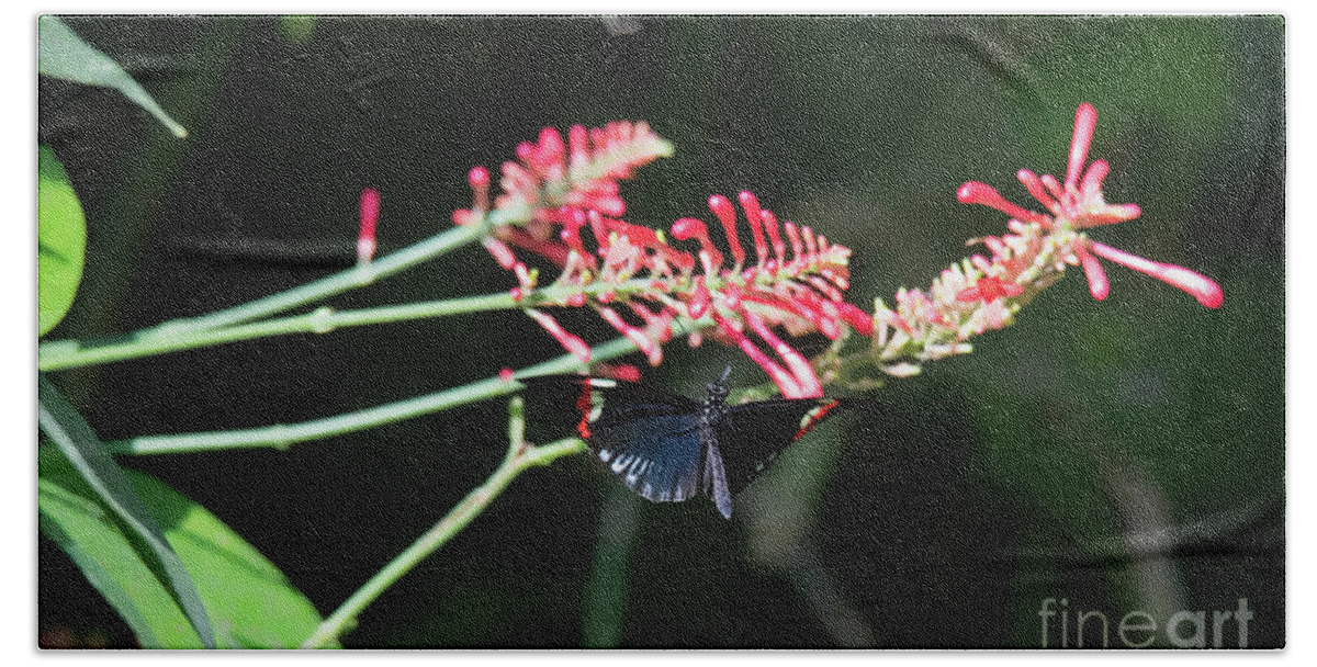 Nature Beach Towel featuring the photograph Butterfly in Flight by Ed Taylor