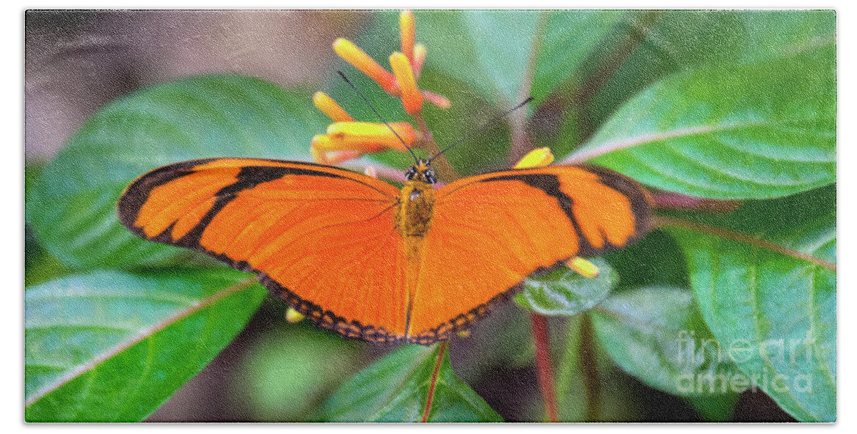 Butterfly Beach Sheet featuring the photograph Butterfly #2017 by Chuck Flewelling