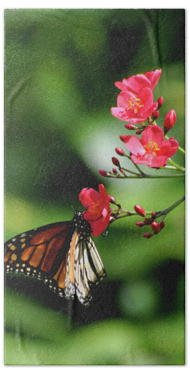Hawaii Beach Sheet featuring the photograph Butterfly and blossom by Dan McManus