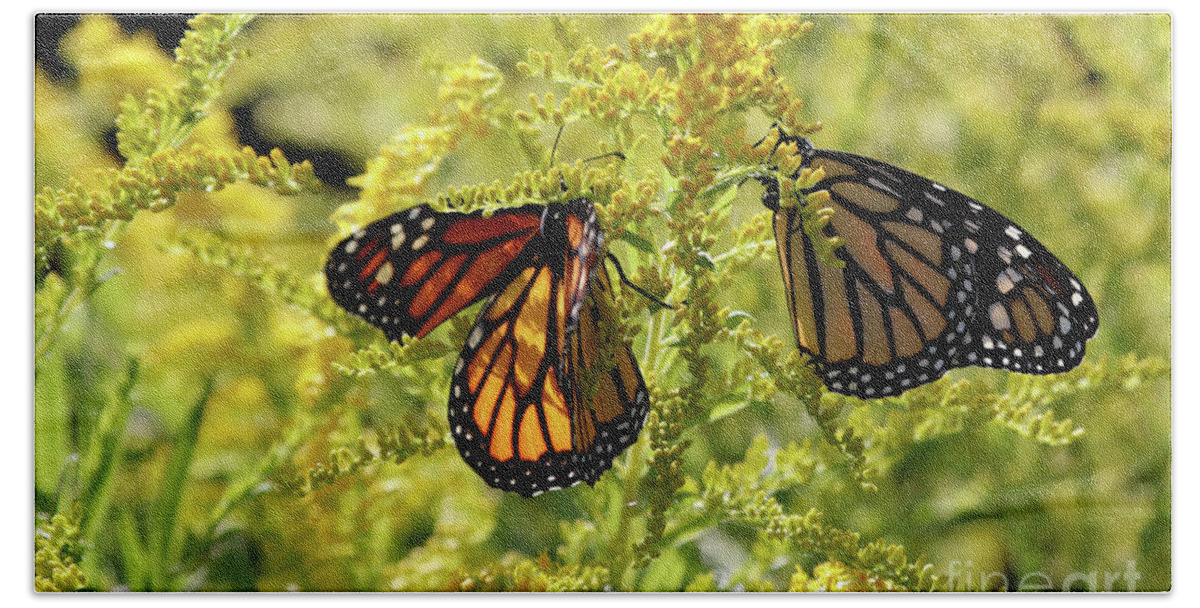 Monarch Butterfly Photo Beach Sheet featuring the photograph Butterfly in Fall by Luana K Perez